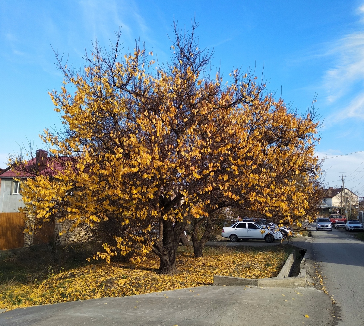 Я покажу вам осени начало. Анапа, за городом 22 октября, много фото