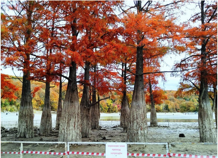 Я покажу вам осени начало. Анапа, за городом 22 октября, много фото
