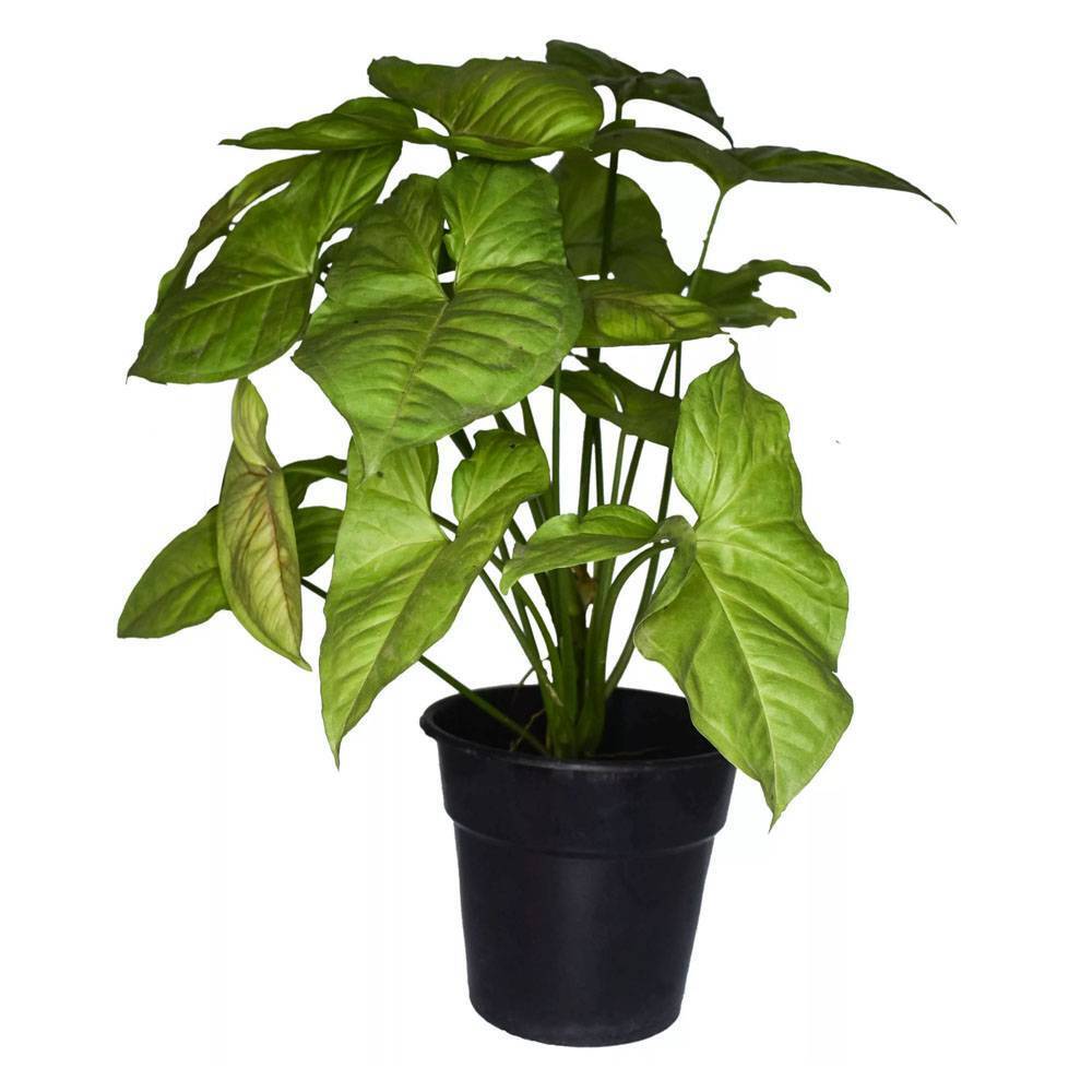 Комнатные растения: какая в них опасность, даже в алое