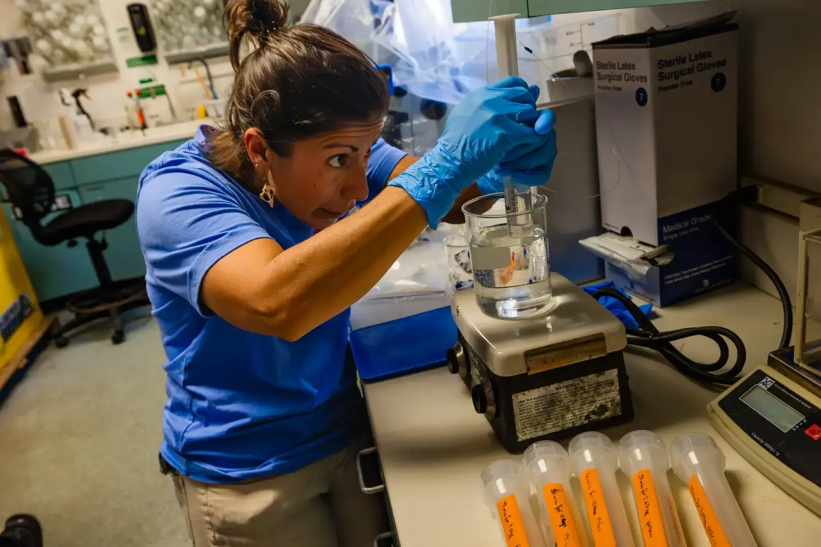 Этим морским звездам грозит вымирание. Ученые помогают им спариваться.