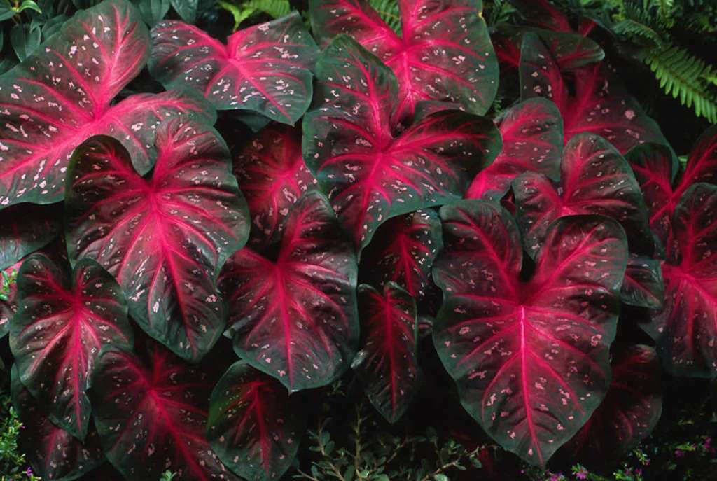 Комнатные растения: какая в них опасность, даже в алое