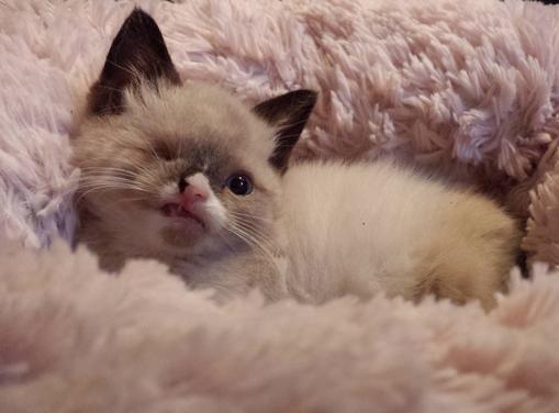 Одноглазый интернет...