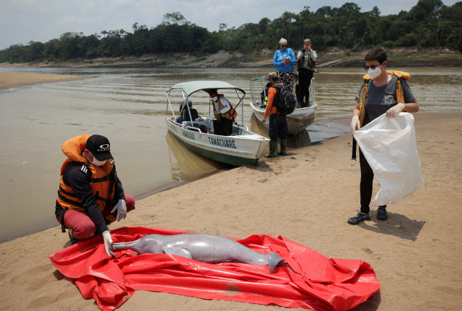 Почему гибнут дельфины в реке Амазонка? Это вызывает беспокойство на фоне потепления и засухи. Биологи обсуждают проблему.