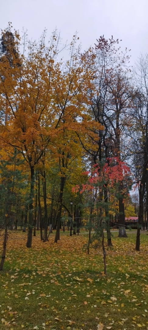 Осень - время перемен и вдохновения. Как бороться с осенней хандрой и почему русские поэты так любили осень. Давайте поразмышляем вместе.