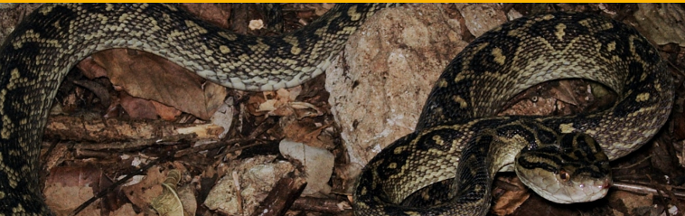 Необычный музей в Японии