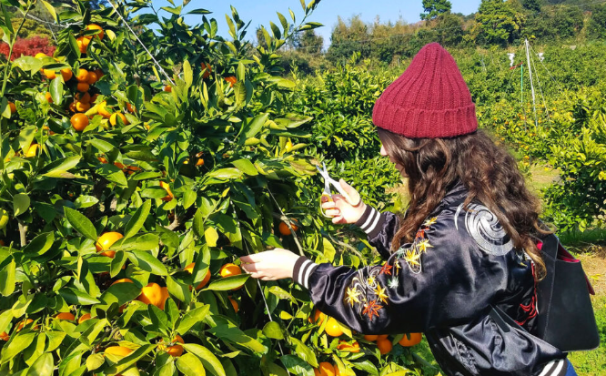 Здесь и сейчас - самые свежие фрукты сезона. Уникальный сад.