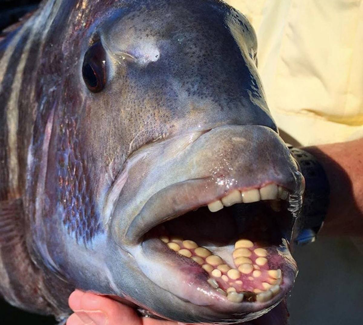 Как называется рыба которая есть людей. Кейпкодский карась зубы. Рыба каторжник Овцеголов.