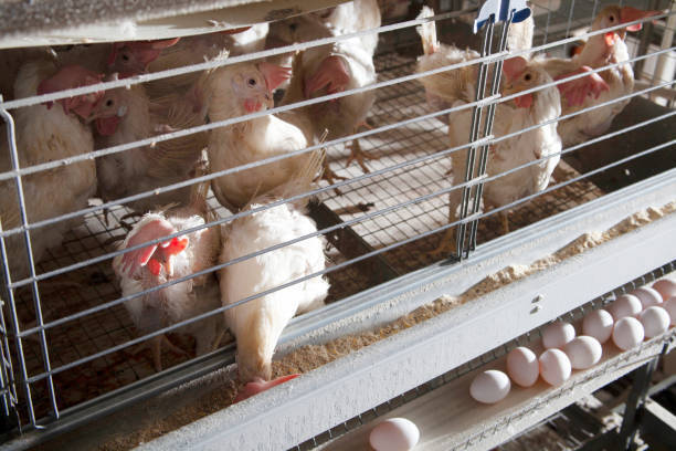 Минсельхоз пообещал обвал цен