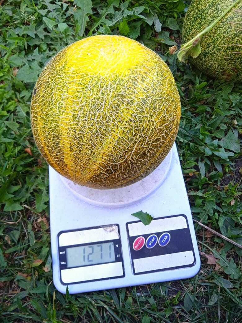 Сахар, аромат и пугало – моя седьмая публикация в журнале «Моя прекрасная дача» и очередной авторский гонорар.