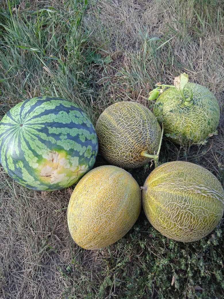 Сахар, аромат и пугало – моя седьмая публикация в журнале «Моя прекрасная дача» и очередной авторский гонорар.