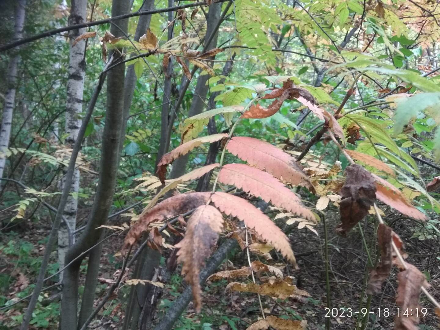 2024 06 12 Петрович