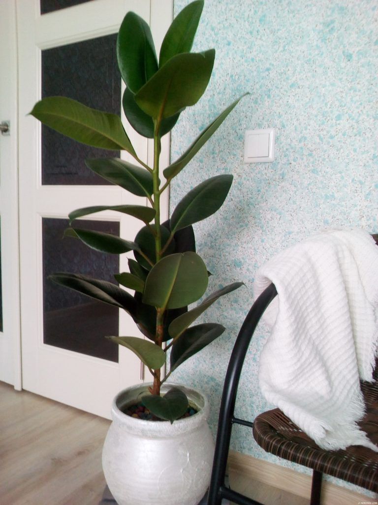 Пять простых растений, которые сделают ваш дом зеленее