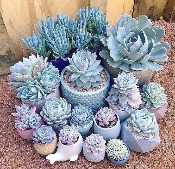 Пять простых растений, которые сделают ваш дом зеленее