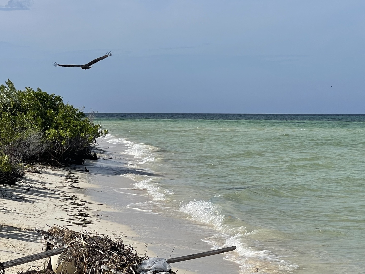 Куба Либре! Кайо Коко! Мой отпуск на Острове Свободы: стоит ли лететь 14 часов ради природы? Фотоотчет