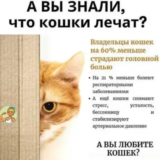 Интересные и загадочные факты о кошках.