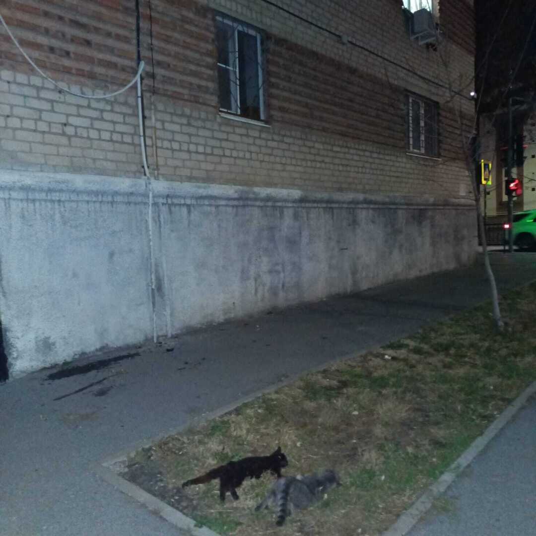 Живодеры в Ростове потеряли страх