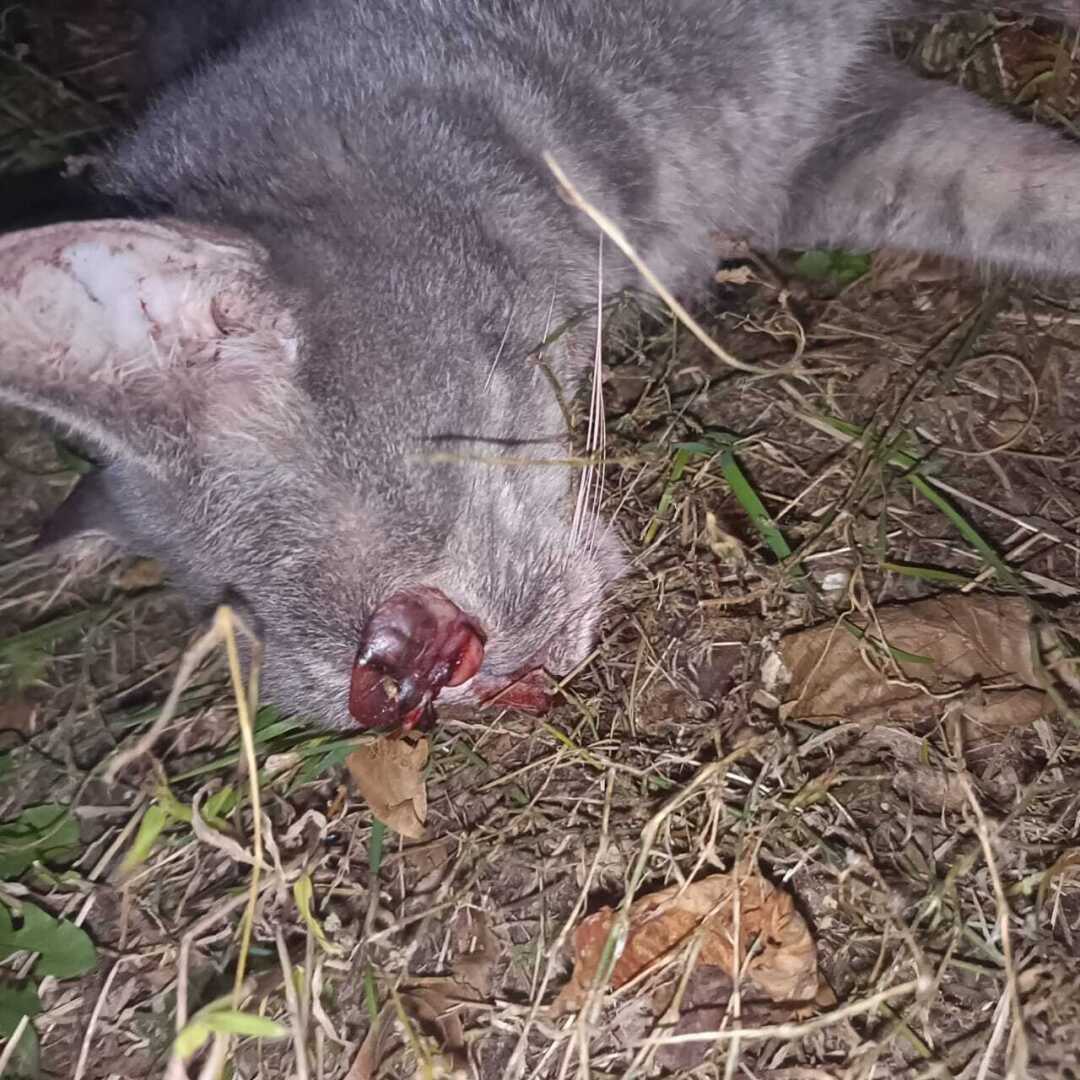 Живодеры в Ростове потеряли страх