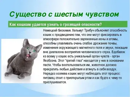 Интересные и загадочные факты о кошках.