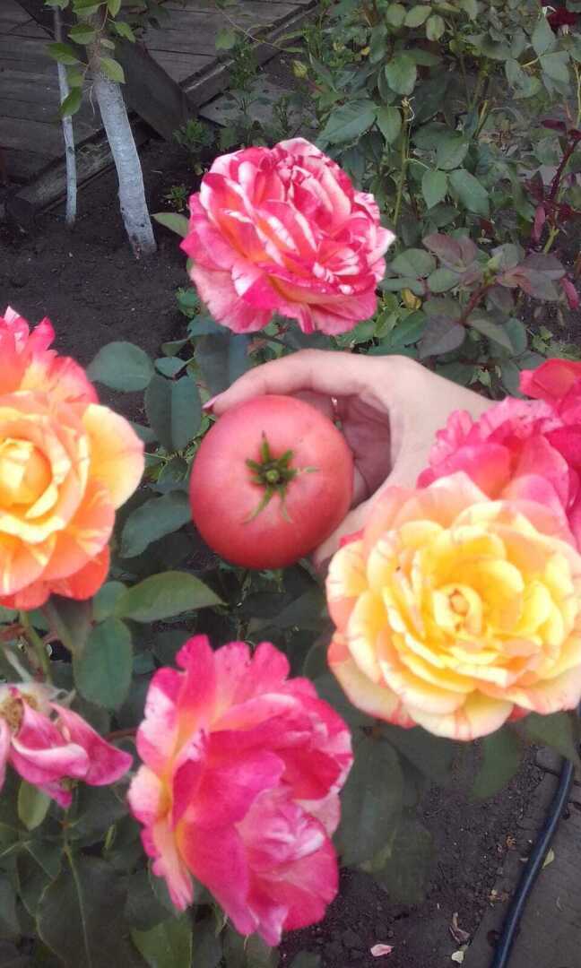 Про мой любимый колючий и красивый апельсин: история о моих апельсинах на даче