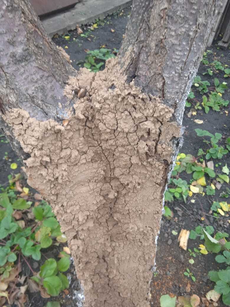 Хирургическая садовая операция : мой опыт спасения абрикосового дерева