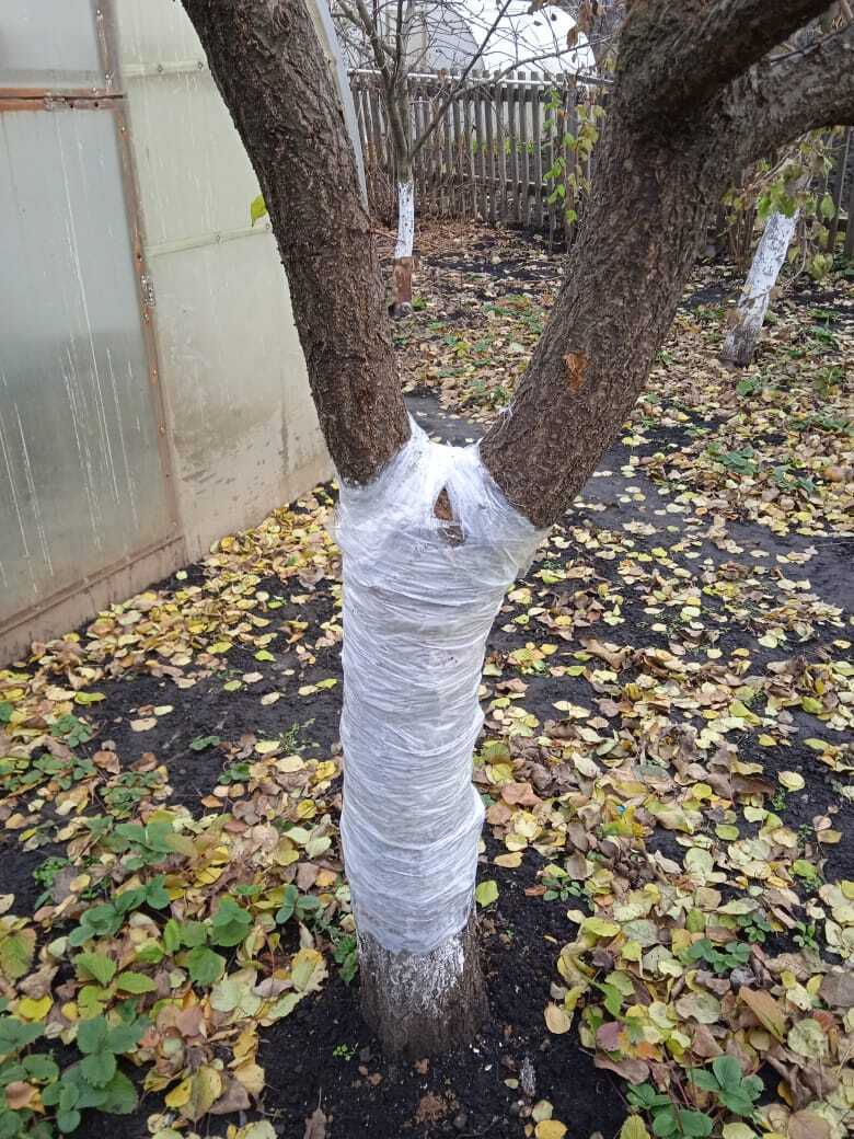 Хирургическая садовая операция : мой опыт спасения абрикосового дерева