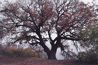 Рассказ "Город Дубовка"