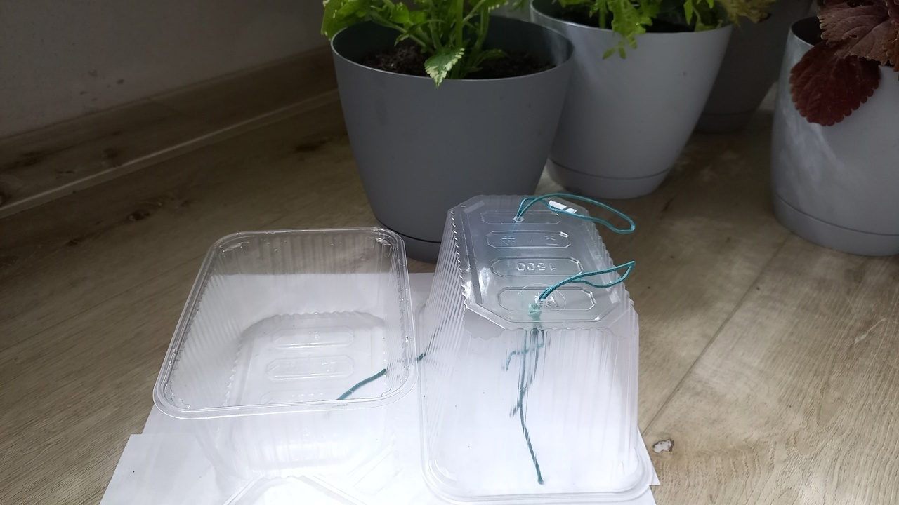 Укореняем замиокулькас листом.