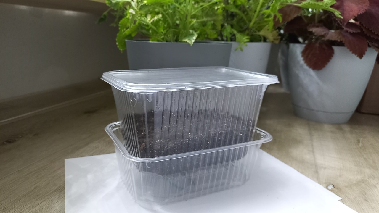 Укореняем замиокулькас листом.