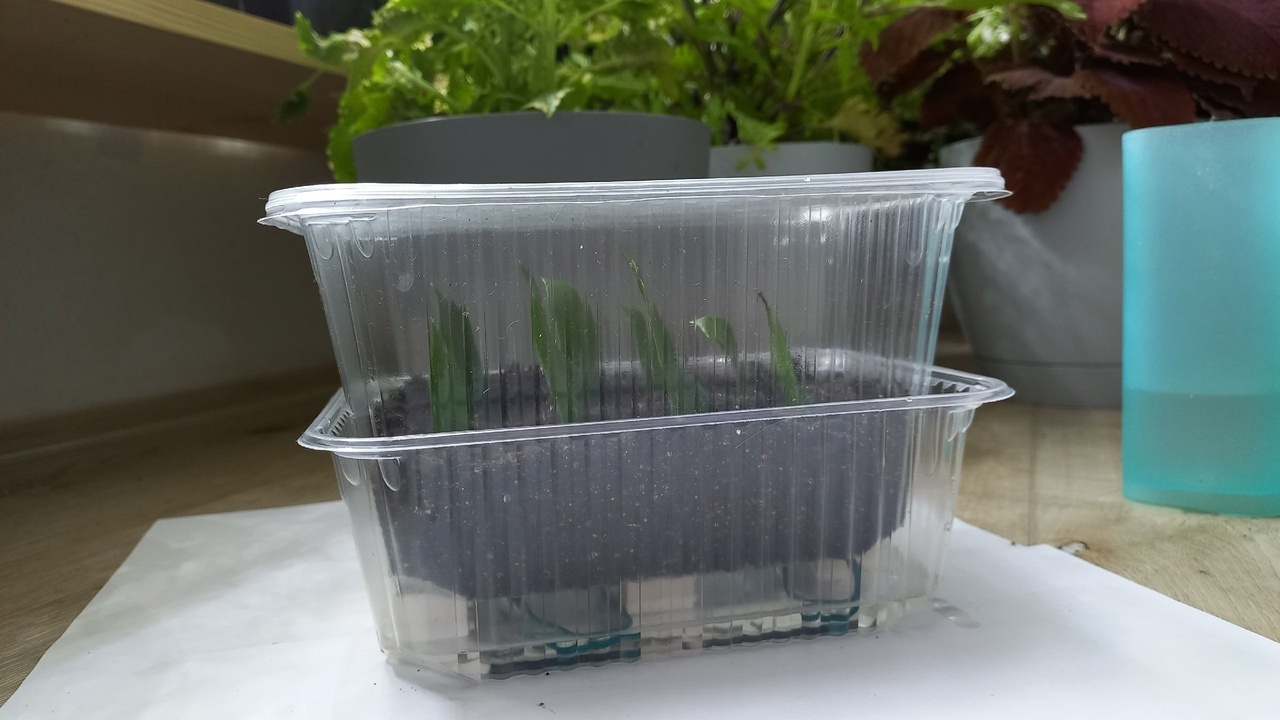 Укореняем замиокулькас листом.