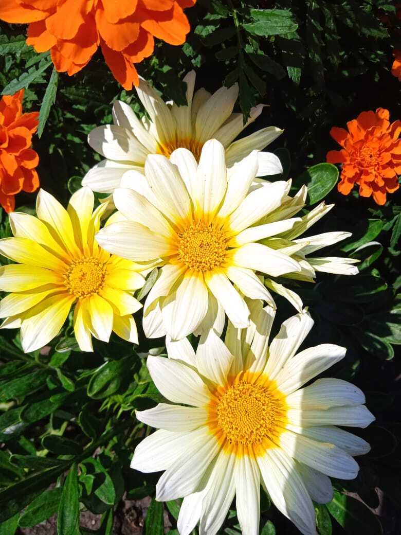 Моя африканская красавица: гацания или африканская ромашка завоевала мое сердце. А Вы любите африканские ромашки?