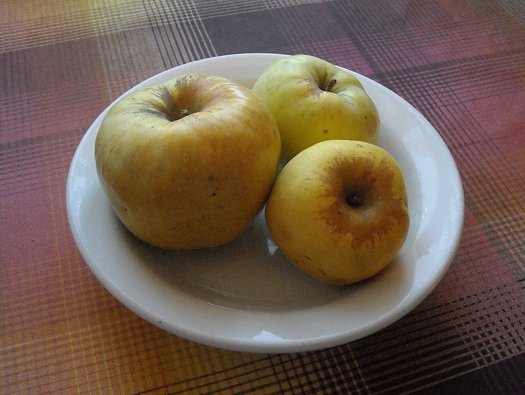 Рассказ "Антоновские яблоки"