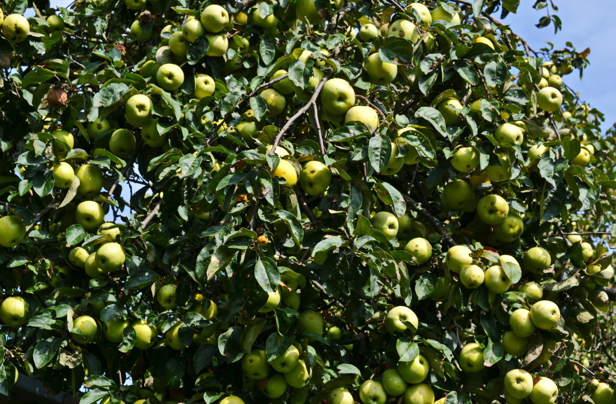 Рассказ "Антоновские яблоки"
