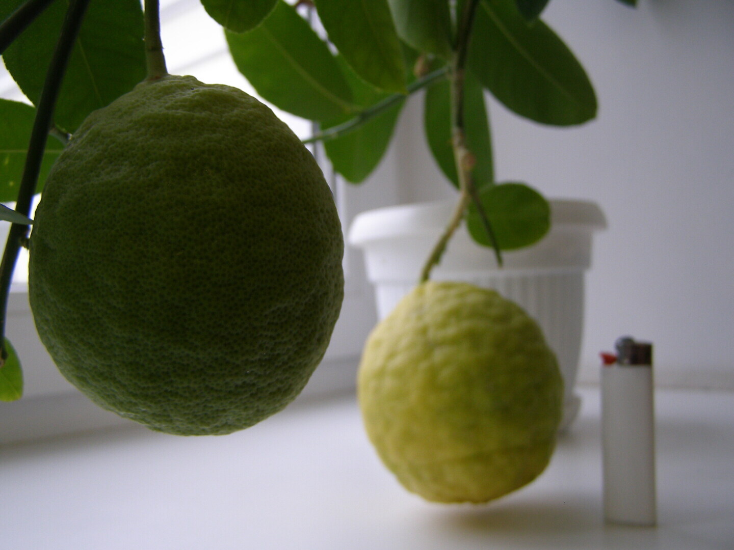 Стоит ли разводить лимоны на подоконниках?