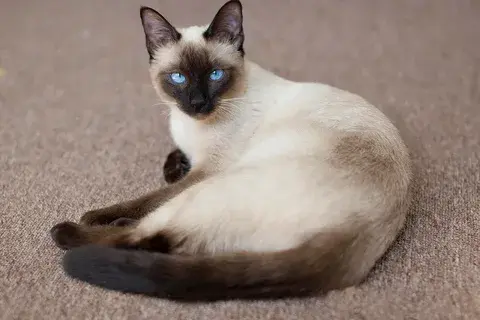 Почему кошки так популярны в качестве домашних животных