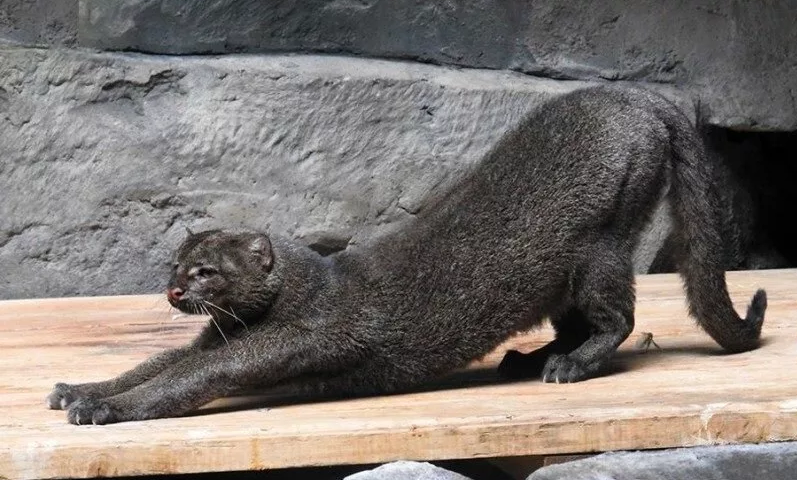 Кошка о которой знают не многие