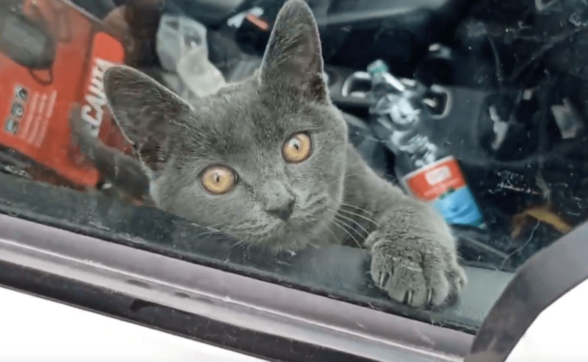 История спасения кота, запертого в машине у Большого театра на несколько дней, закончилась задержанием зоозащитницы