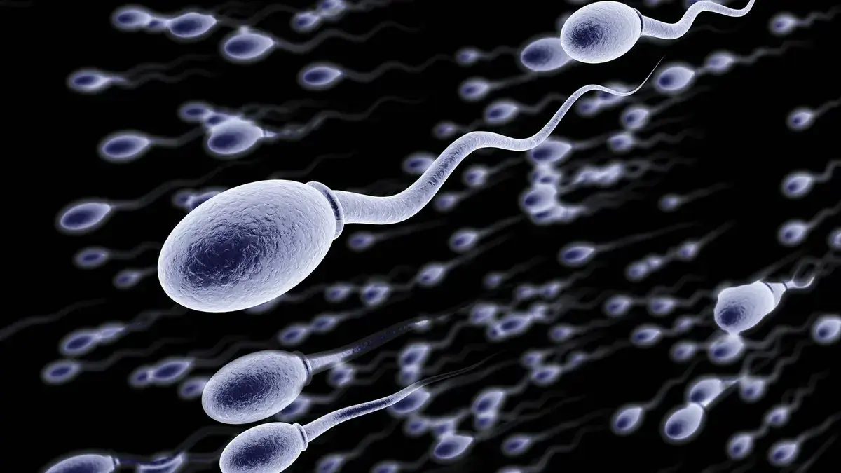 сколько сперматозоидов при оргазме фото 53