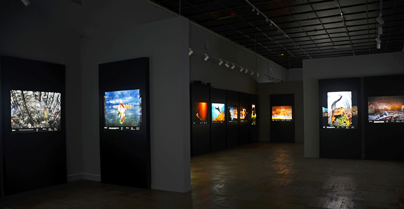 Золотая черепаха