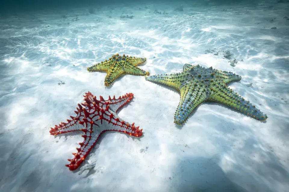 Скрытые заголовки: Есть ли у морской звезды голова? Исследование дает новые знания