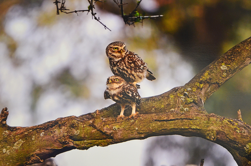 Золотая черепаха