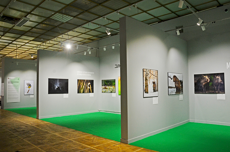 Золотая черепаха