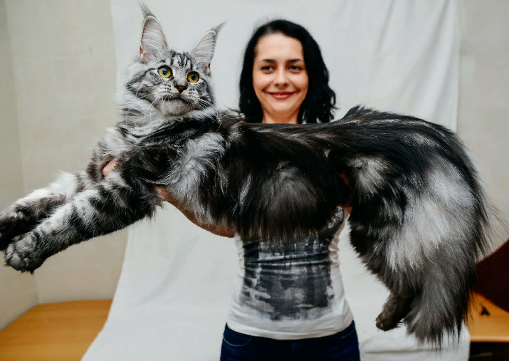 Мейн-кун.Особенности породы,ухода и содержания