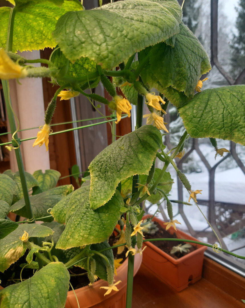 Зимнему огороду на подоконнике моё категорическое НЕТ. Развенчиваю миф.