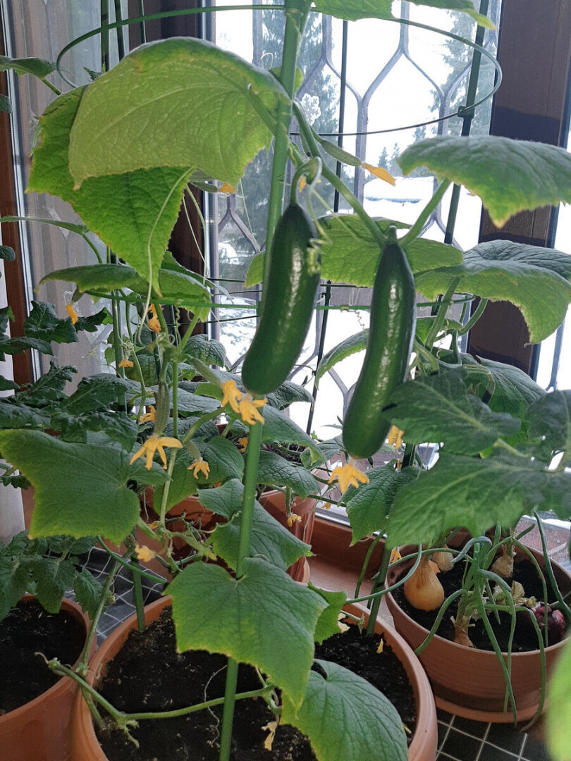 Зимнему огороду на подоконнике моё категорическое НЕТ. Развенчиваю миф.