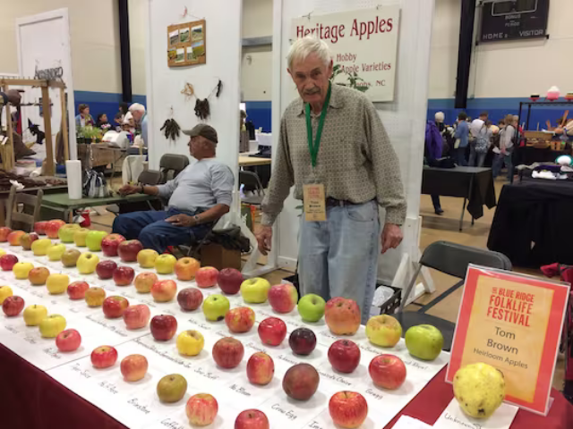 16-летние поиски редкого «потерянного» сорта яблок были только началом