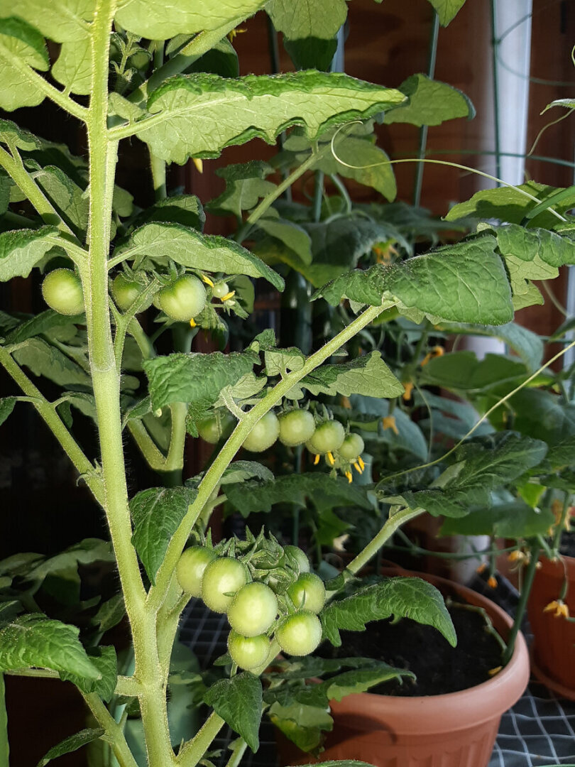 Зимнему огороду на подоконнике моё категорическое НЕТ. Развенчиваю миф.