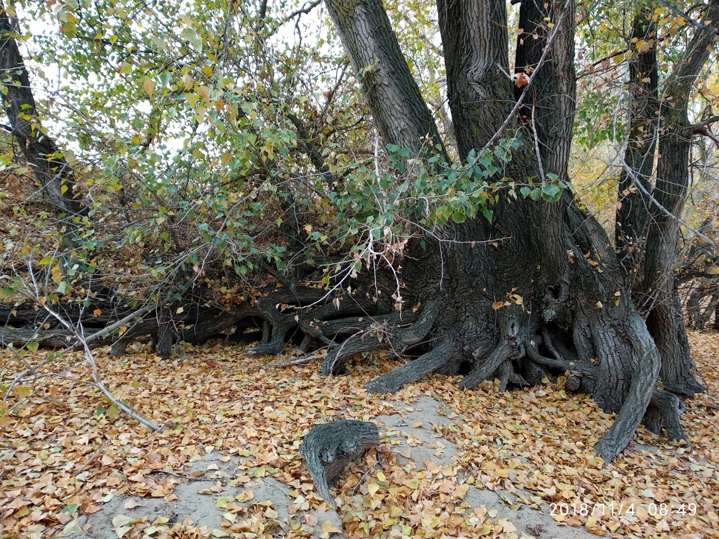 Сказочные деревья у реки Волга