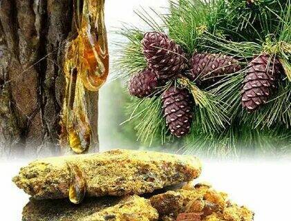 Что такое кедровая живица и почему она так ценится?