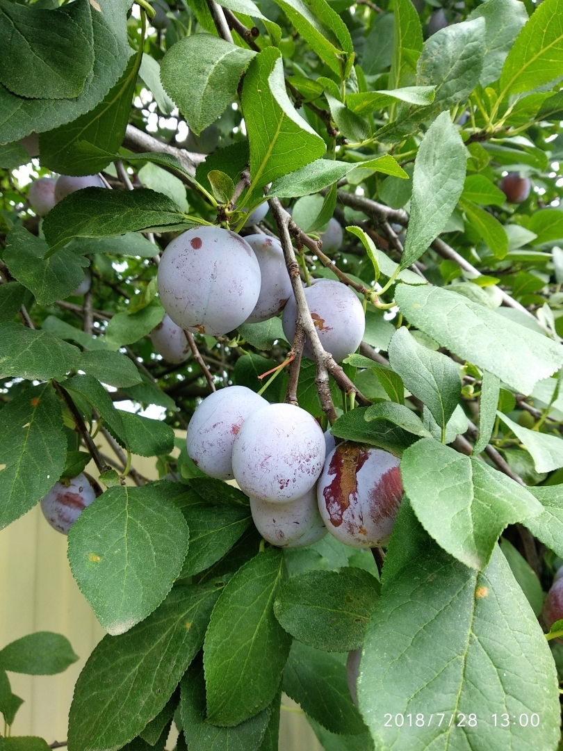 Станица Старочеркасская - одно из красивейших исторических мест Ростовской области