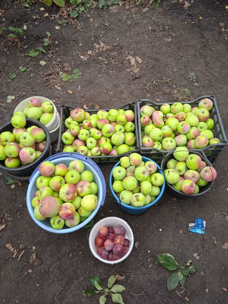 Моя история разговора с яблоней: как заставить яблоню зацвести, что лучше бить топором на Петров день или разговор по душам. Делюсь своим опытом.